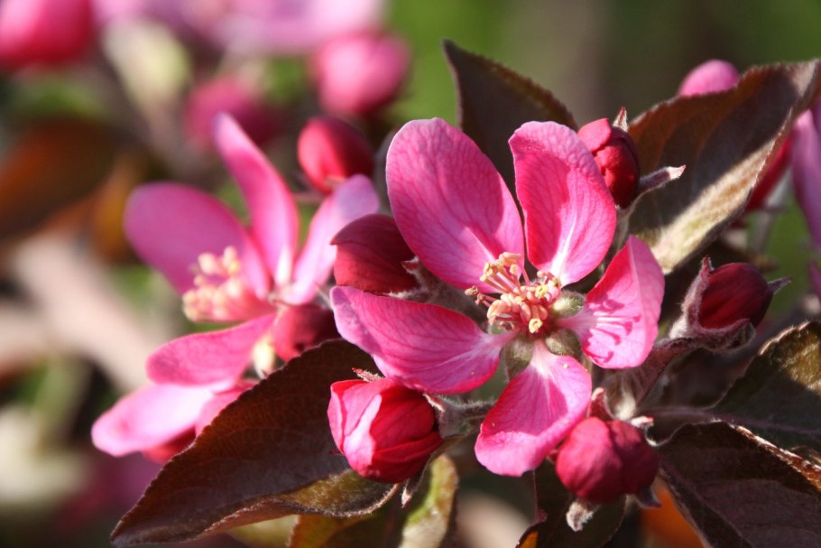 Яблоня декоративная Малиновка