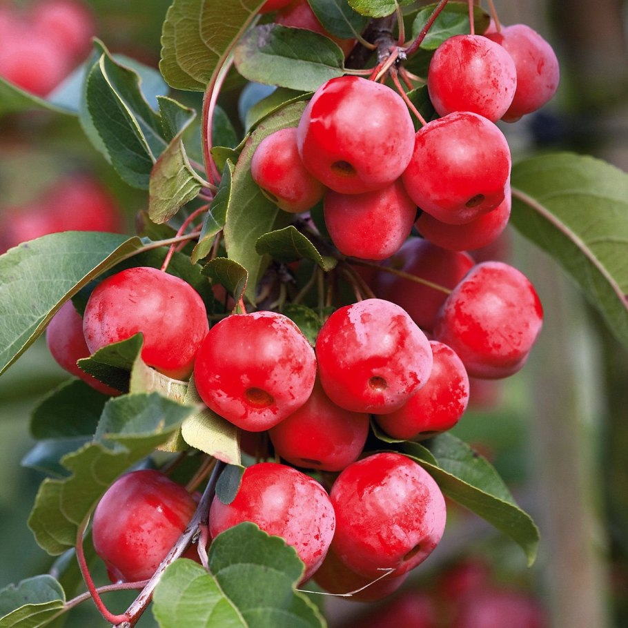 Яблоня ред Пэшн