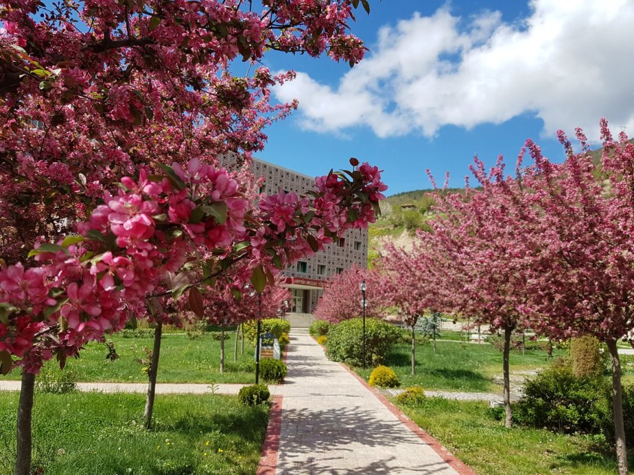 Яблоня Недзвецкого аллея