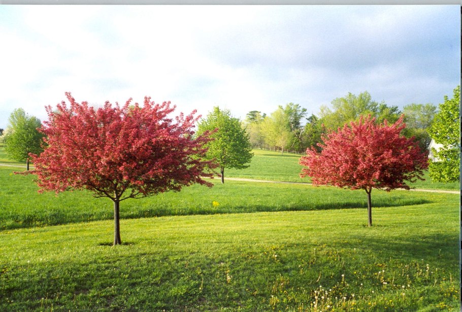 Яблоня обильноцветущая