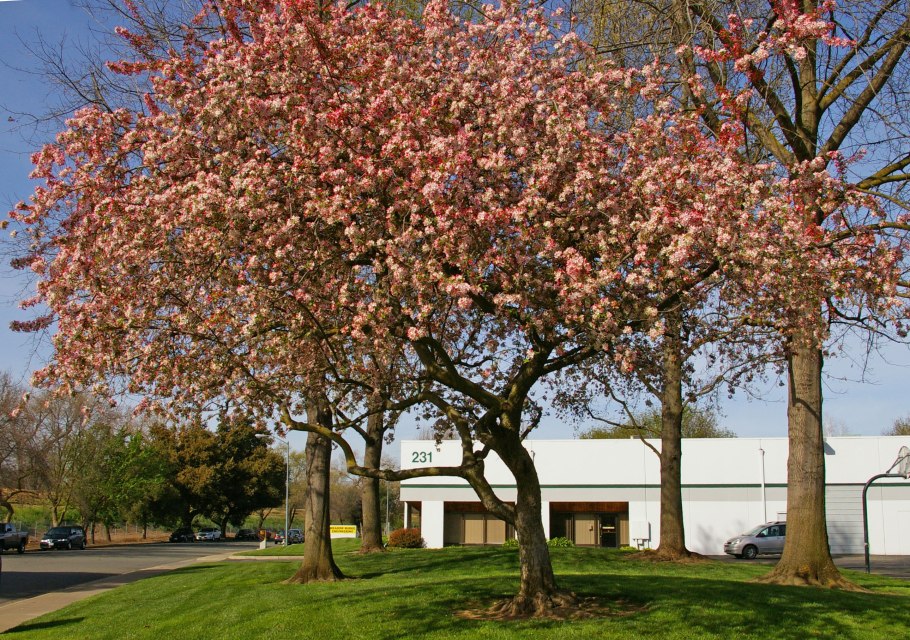 Яблони китайка Райская