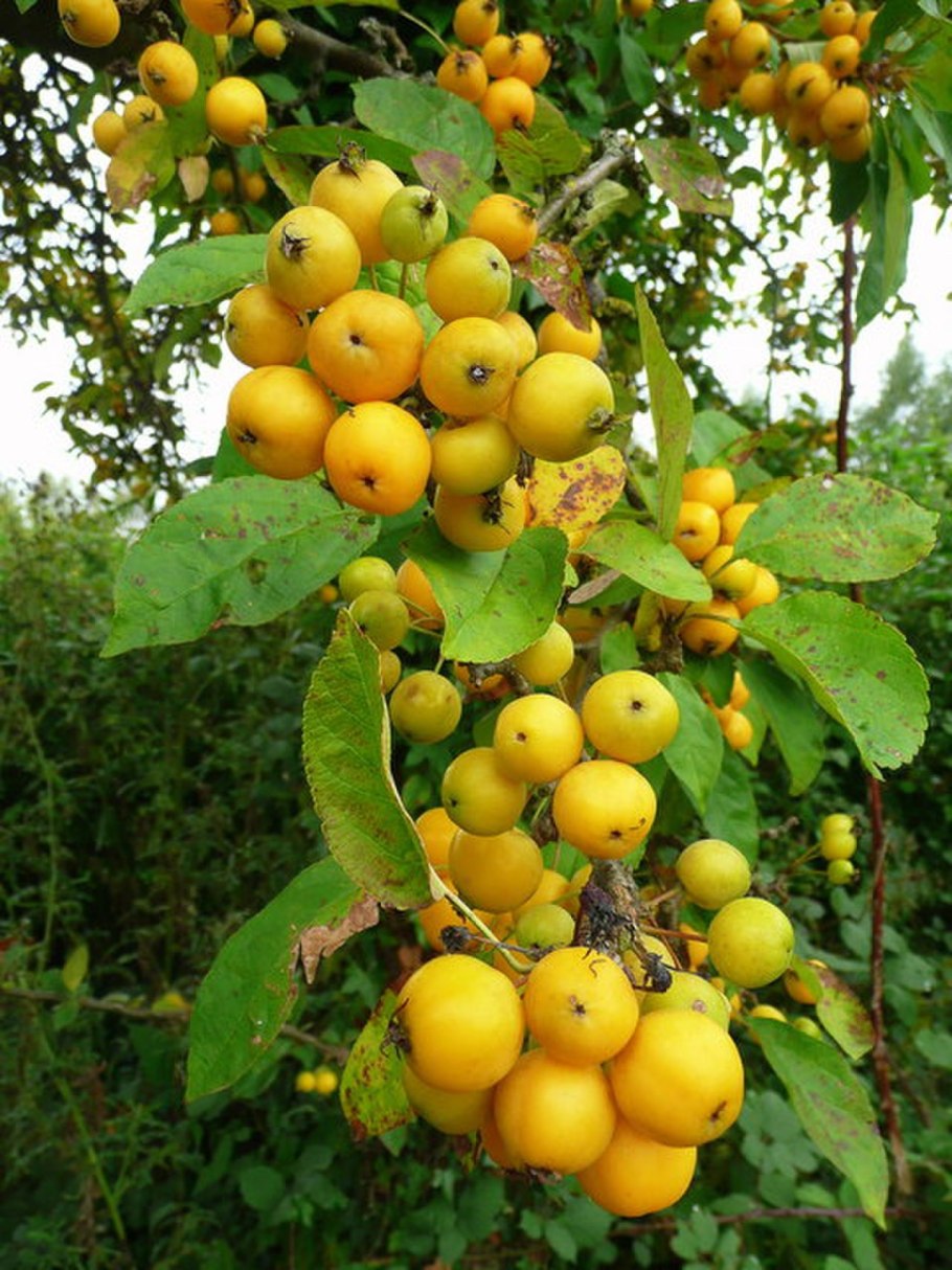 Malus honanensis