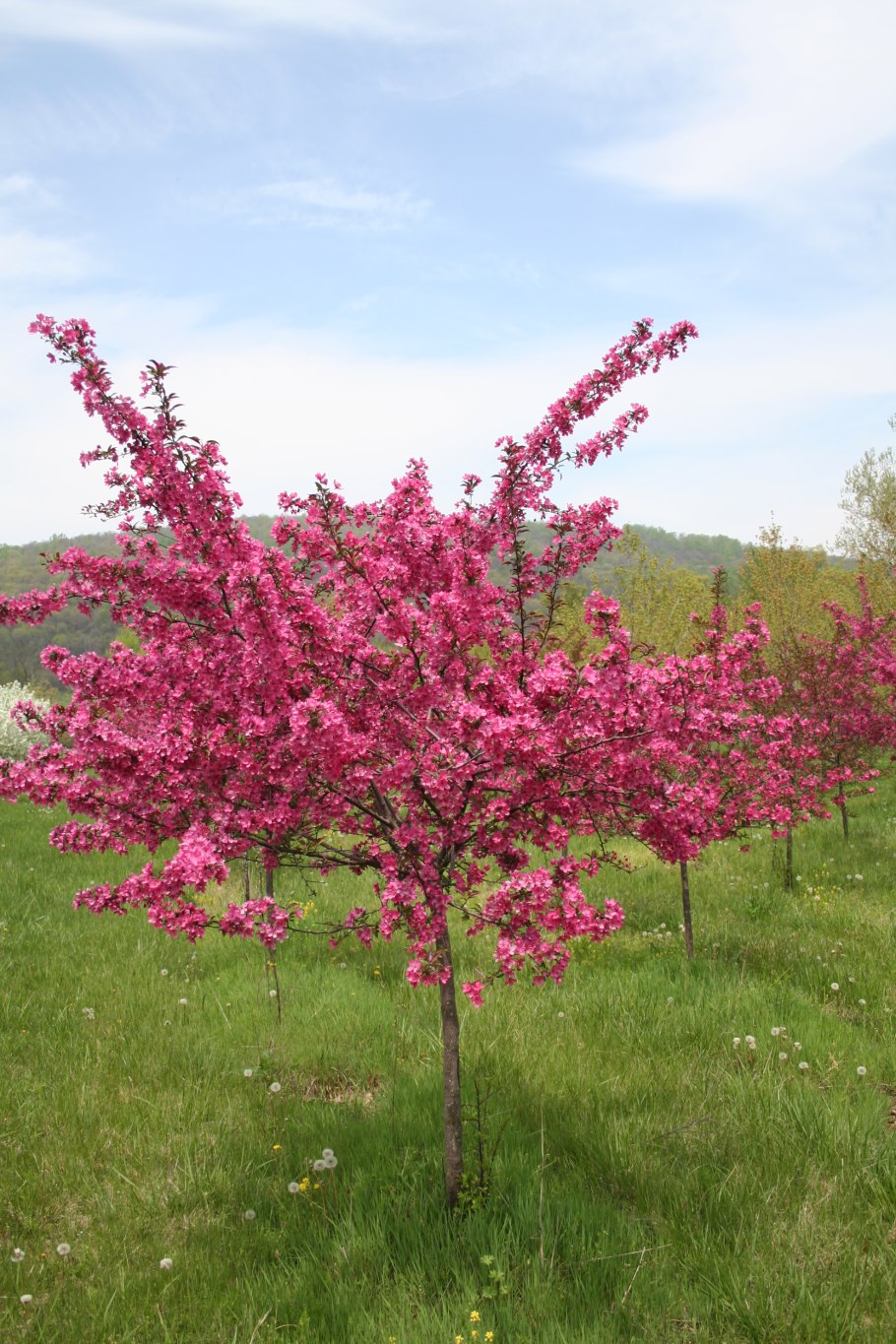 Яблоня Malus Rudolph