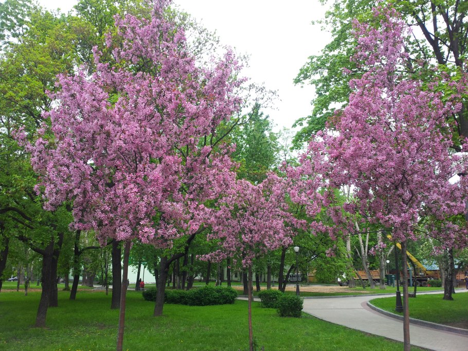 Crabapple дерево