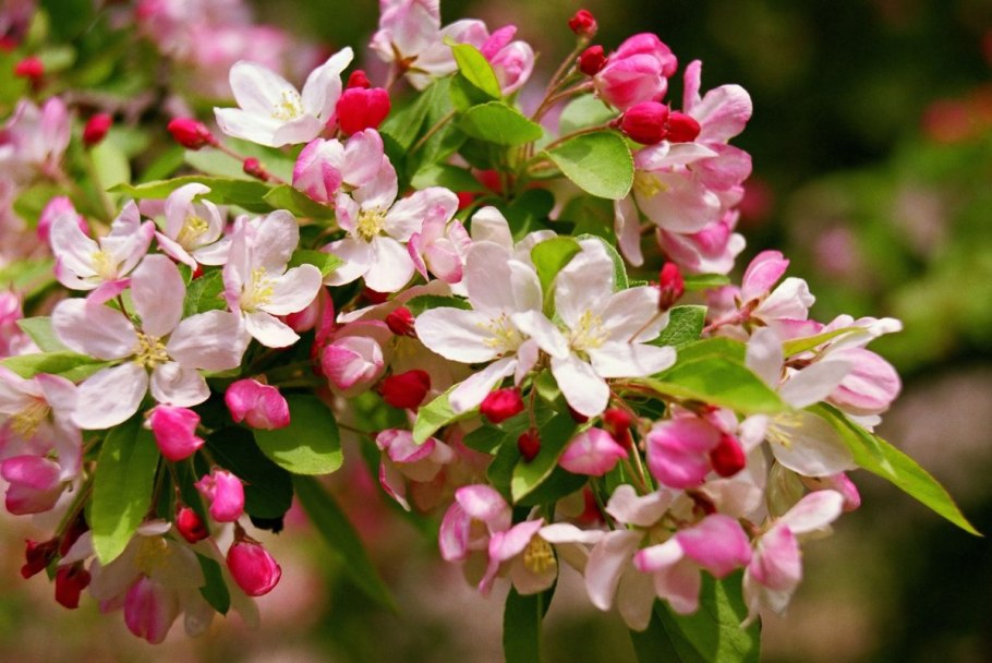 Яблоня Malus Kloz