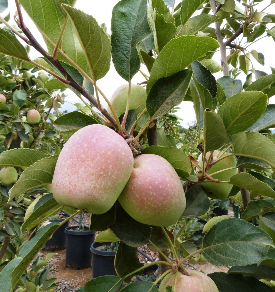 Хубейская чайная яблоня