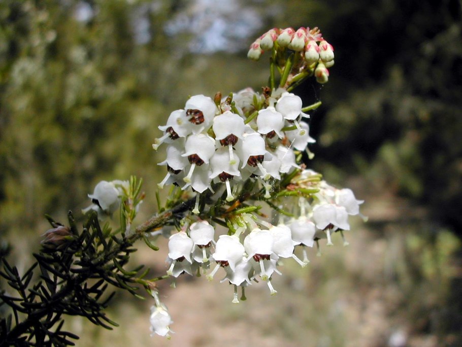 Эрика Альбертс Голд