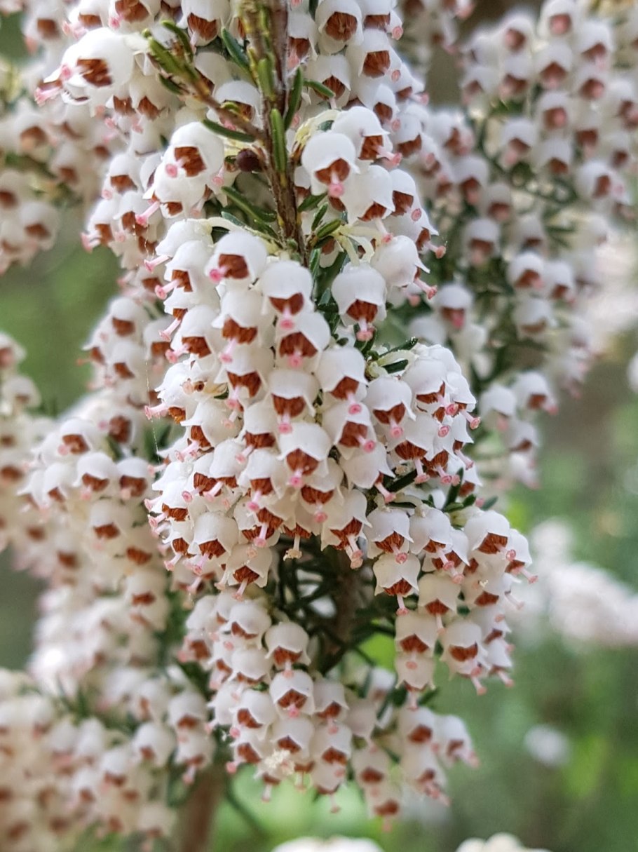 Вереск древовидный