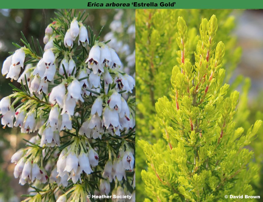 Крестолистный Вереск