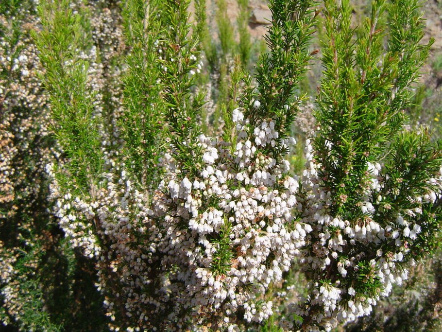 Эрика Арборея