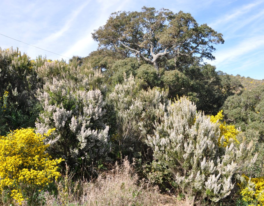 Erica Arborea
