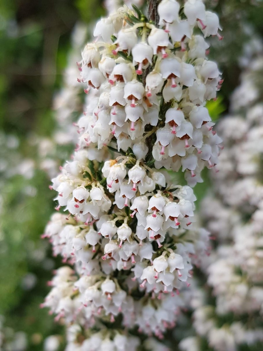 Вереск Эрика древовидная