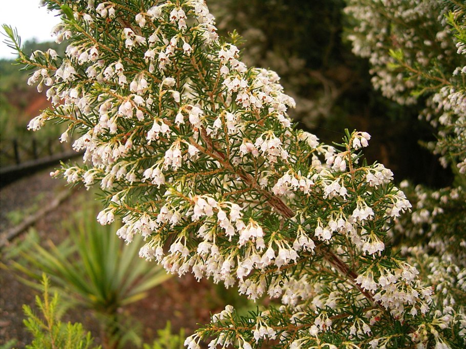 Эрика Арборея