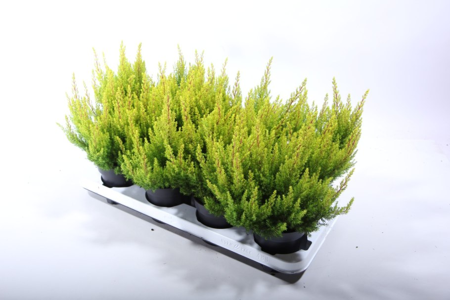 Вереск Эрика древовидная