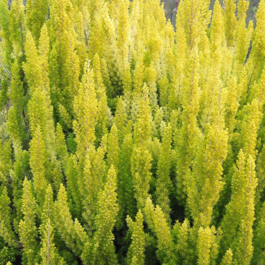 Эрика Арборея