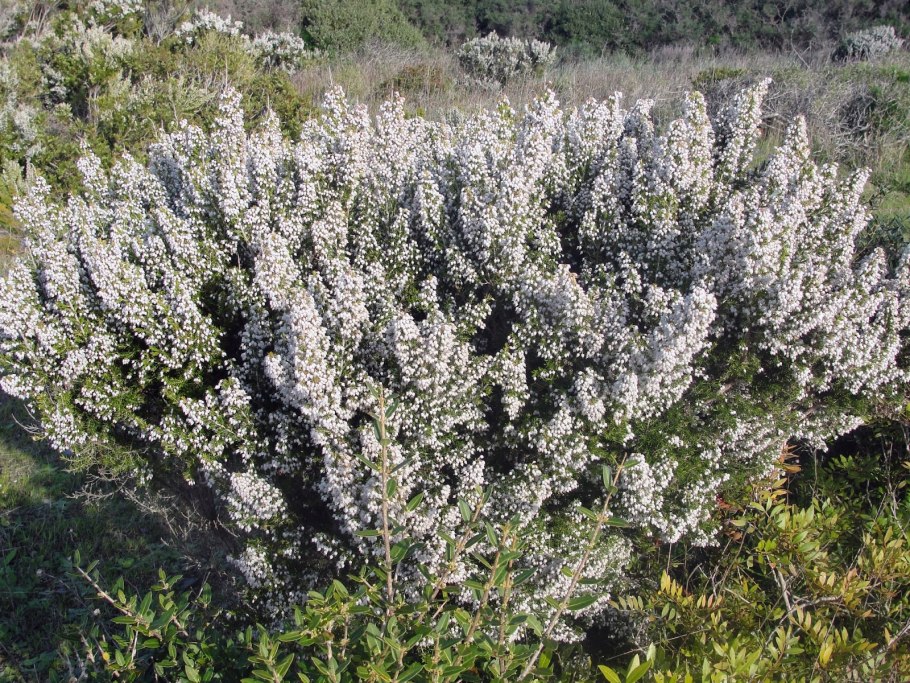 Эрика древовидная Erica Arborea