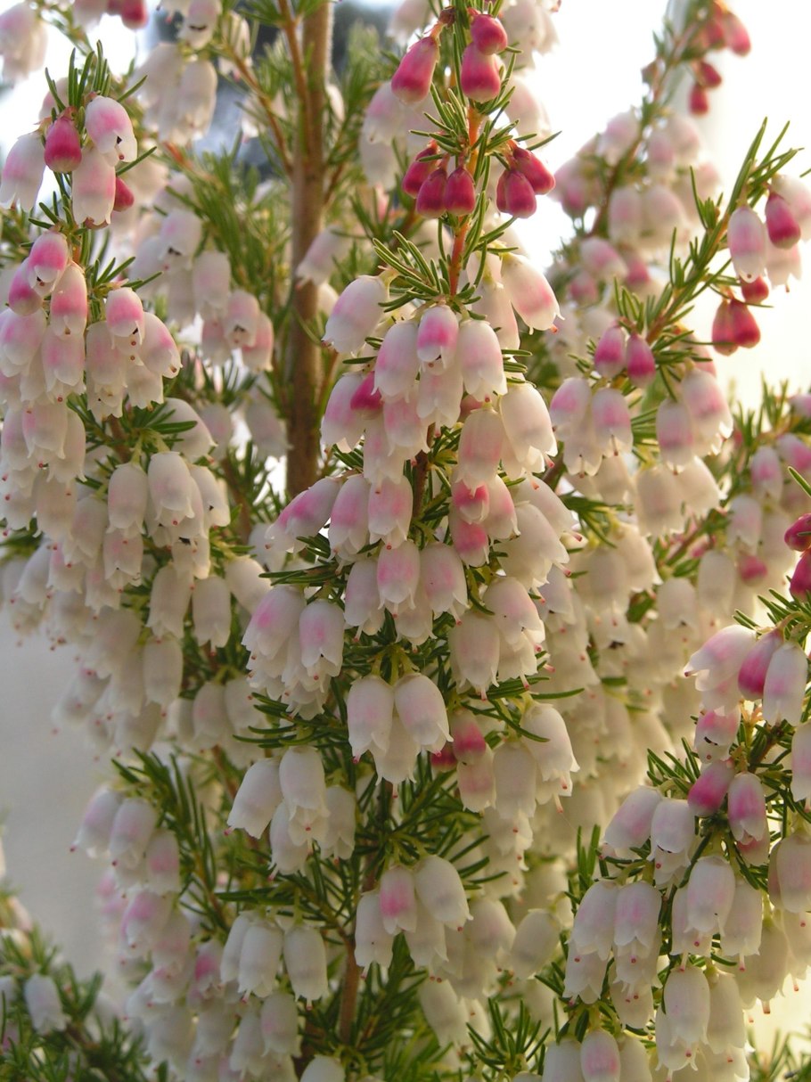 Erica Arborea "albe" описание