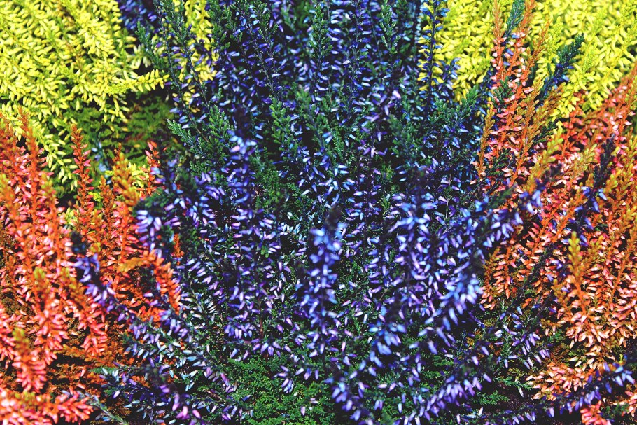 Вереск Эрика древовидная