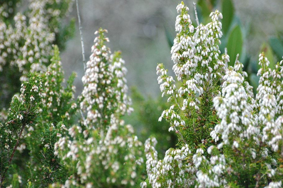 Вереск Calluna Erica
