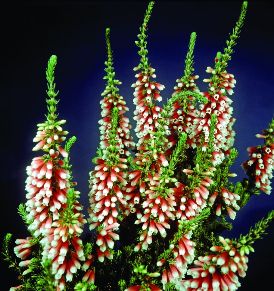 Эрика древовидная Альбертс Голд