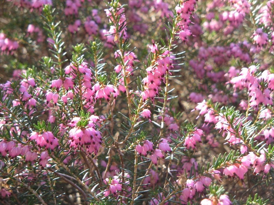 Erica Arborea