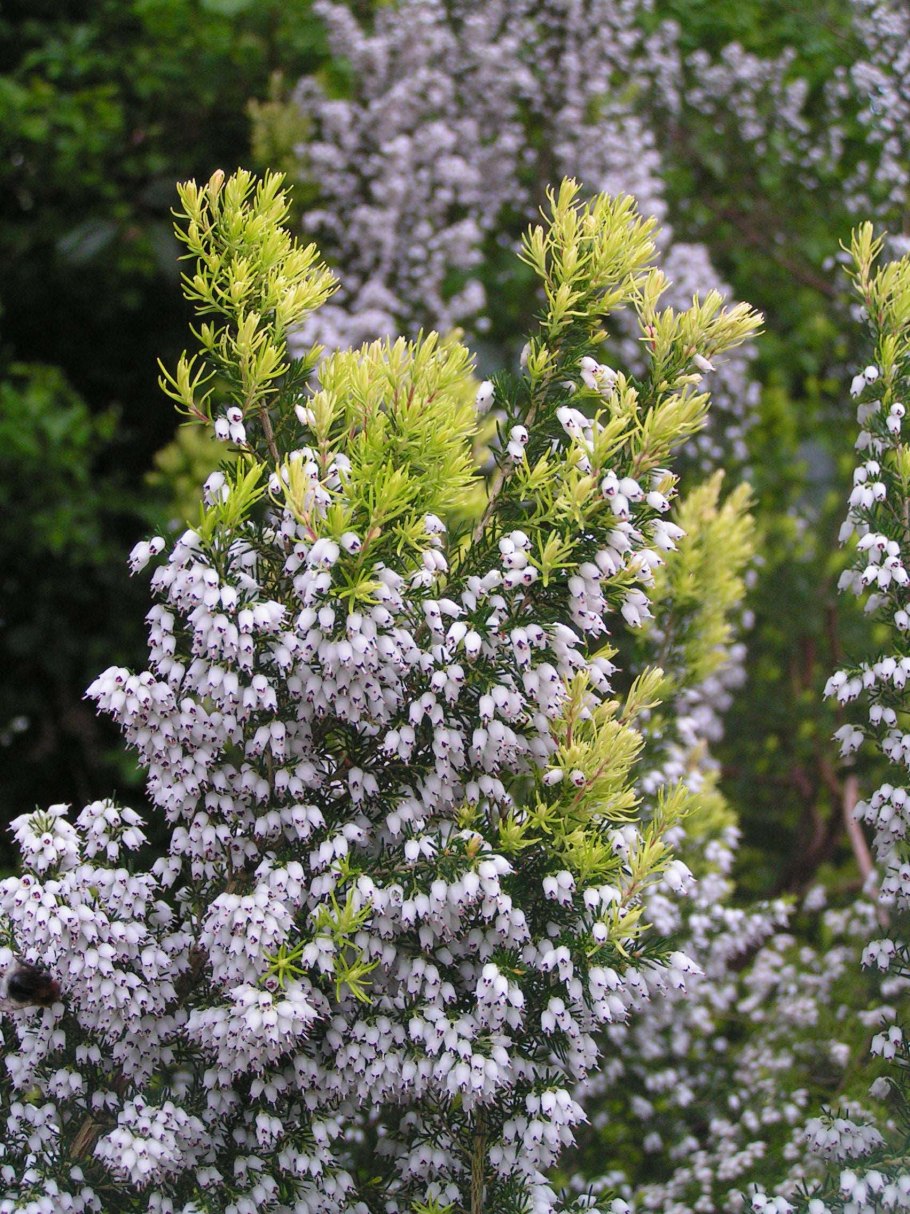 Calluna vulgaris Besenheide
