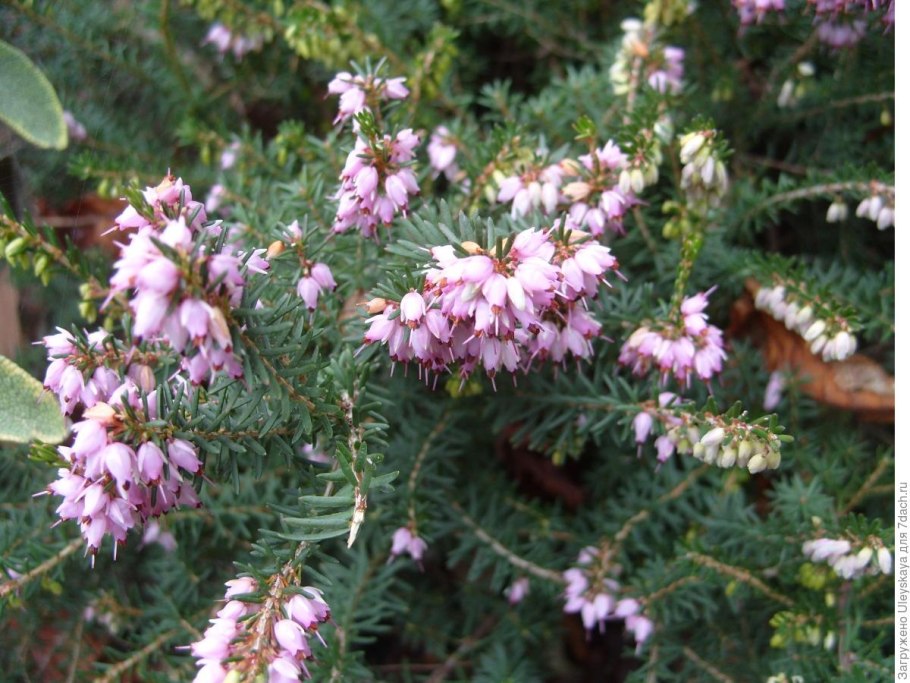 Erica Arborea дефицит