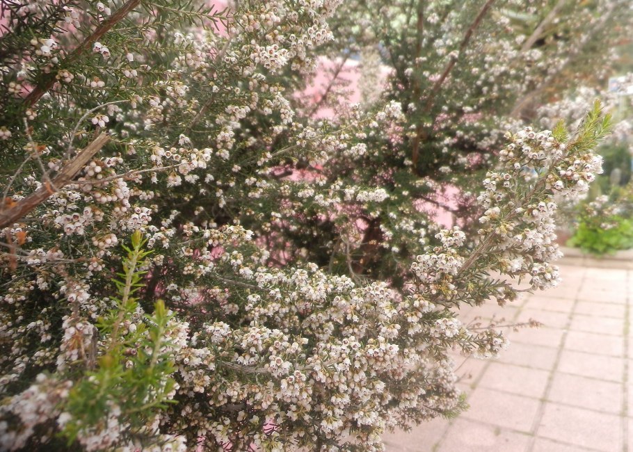 Эрика крестолистная белая