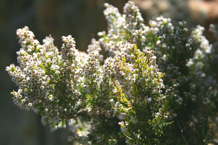 Статице Вересковый сад