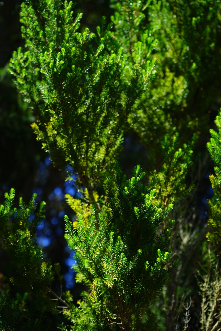 Эрика древовидная Erica Arborea