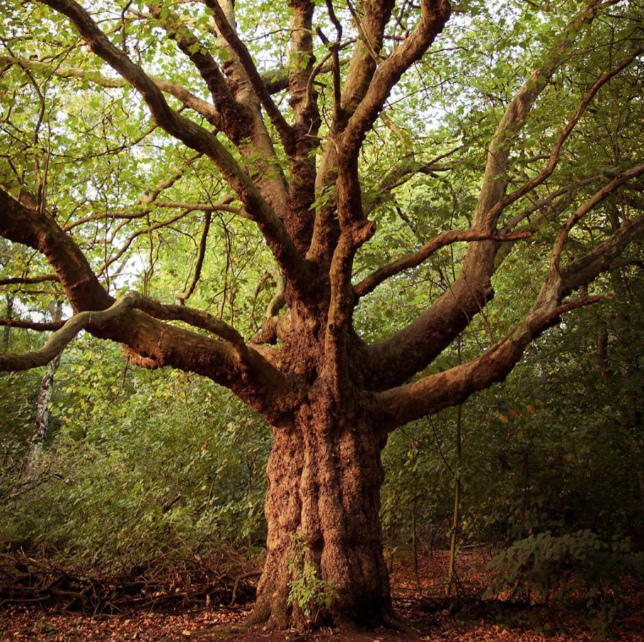 Эрика растение желтая