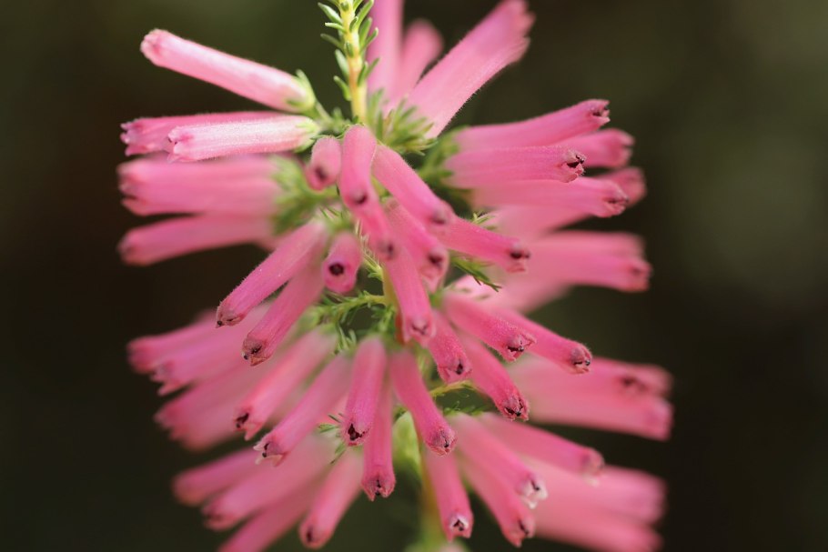 Вереск древовидный