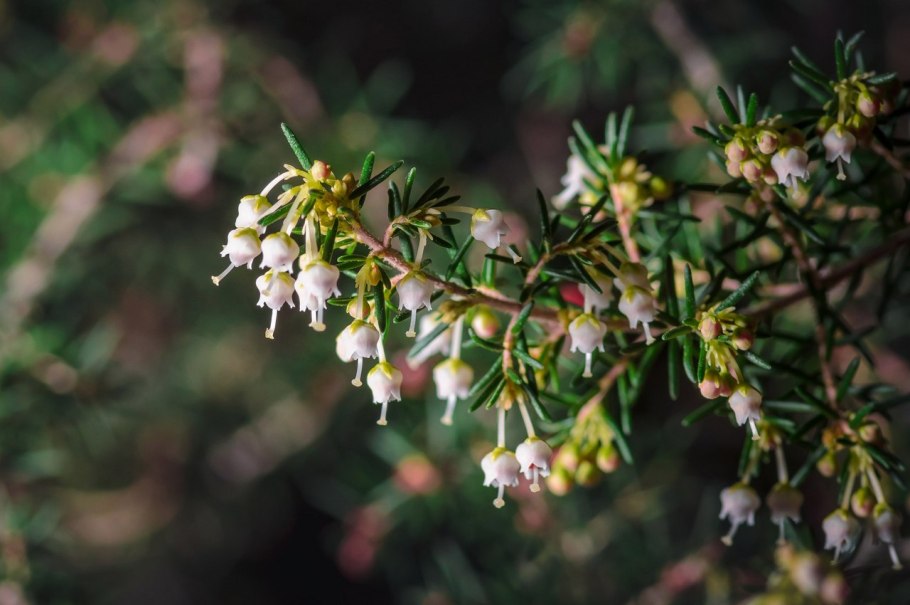 Вереск древовидный