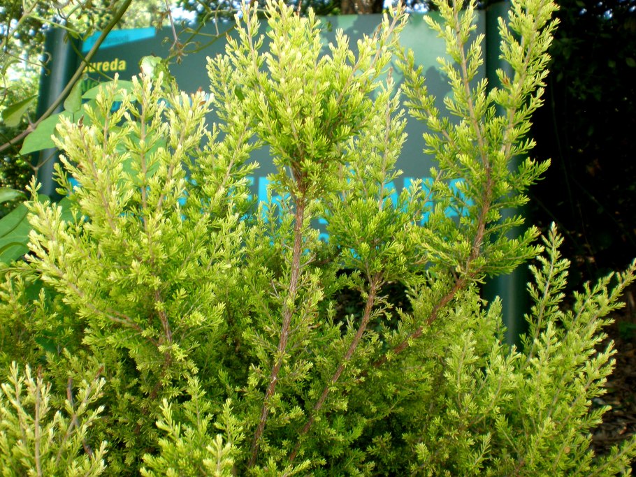 Erica Arborea