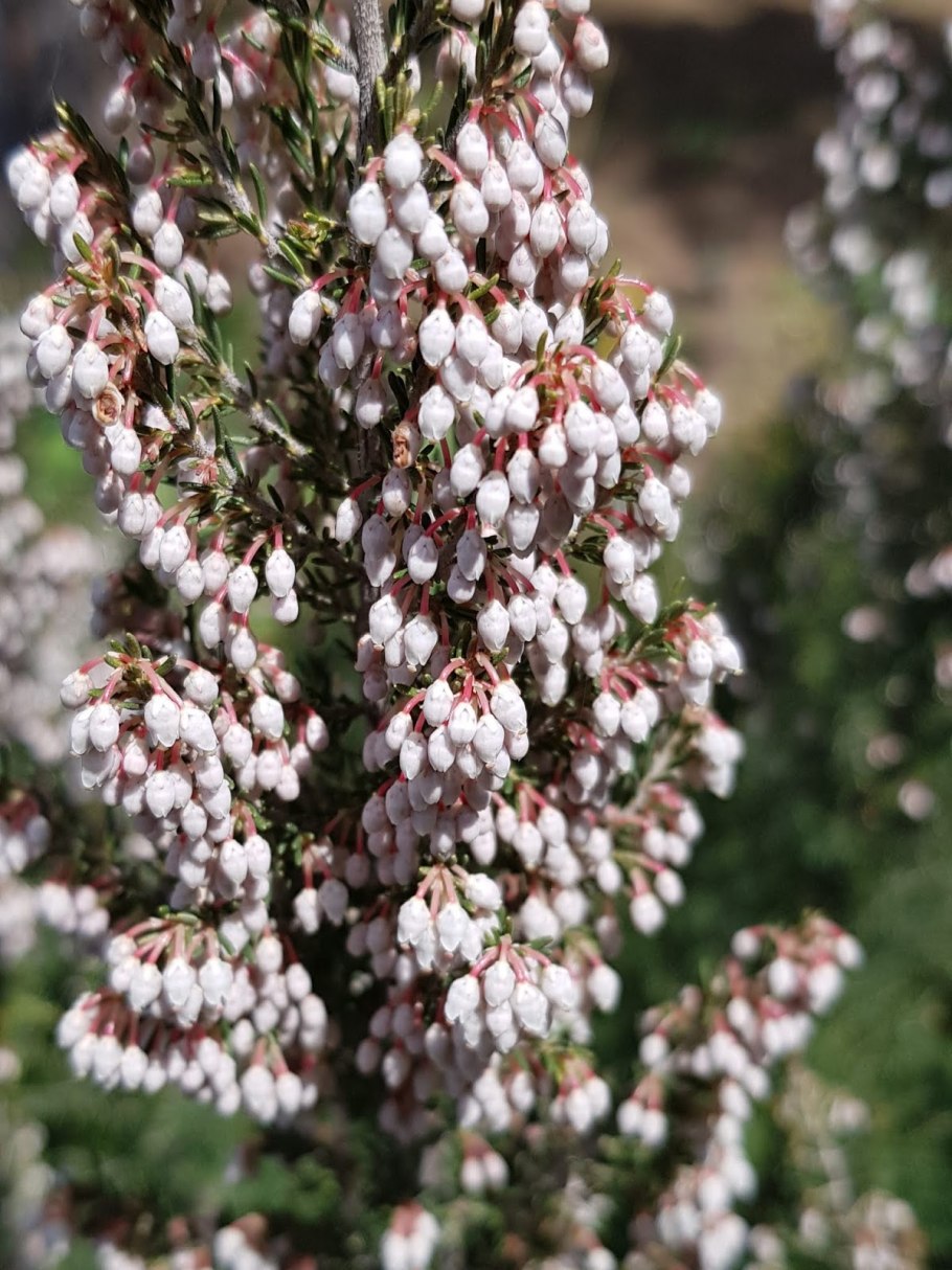 Можжевельник с эрикой