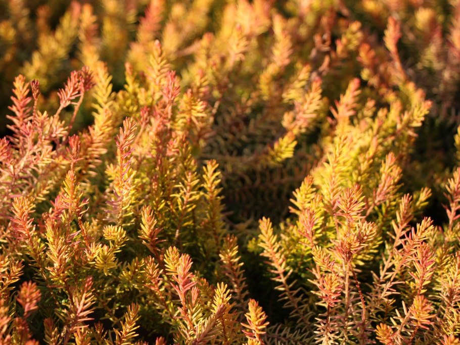 Эрика древовидная Альберт Голд