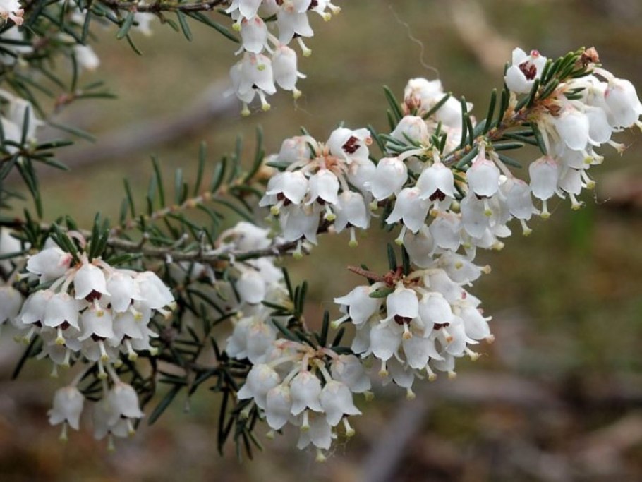 Вереск Эрика дарленская