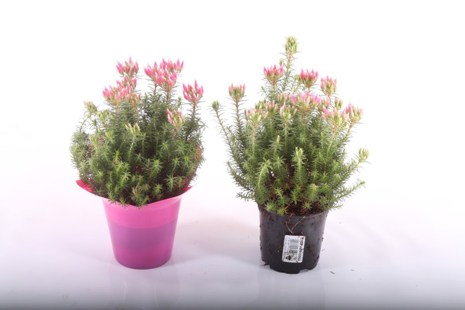 Вереск фиолетовый