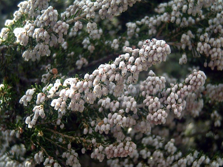 Эрика дерево