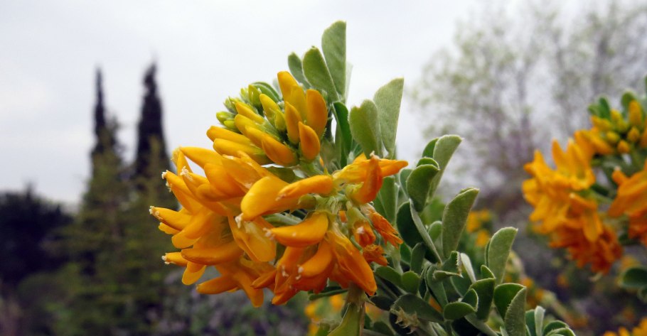 Вереск Дарлей Дэйл