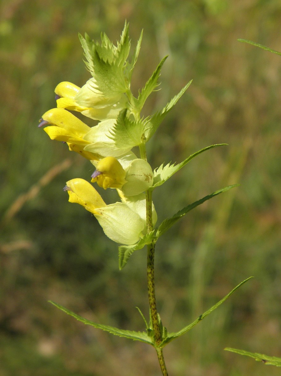 Rhinanthus serotinus