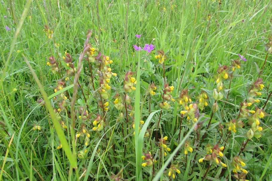 Погремок раннецветущий