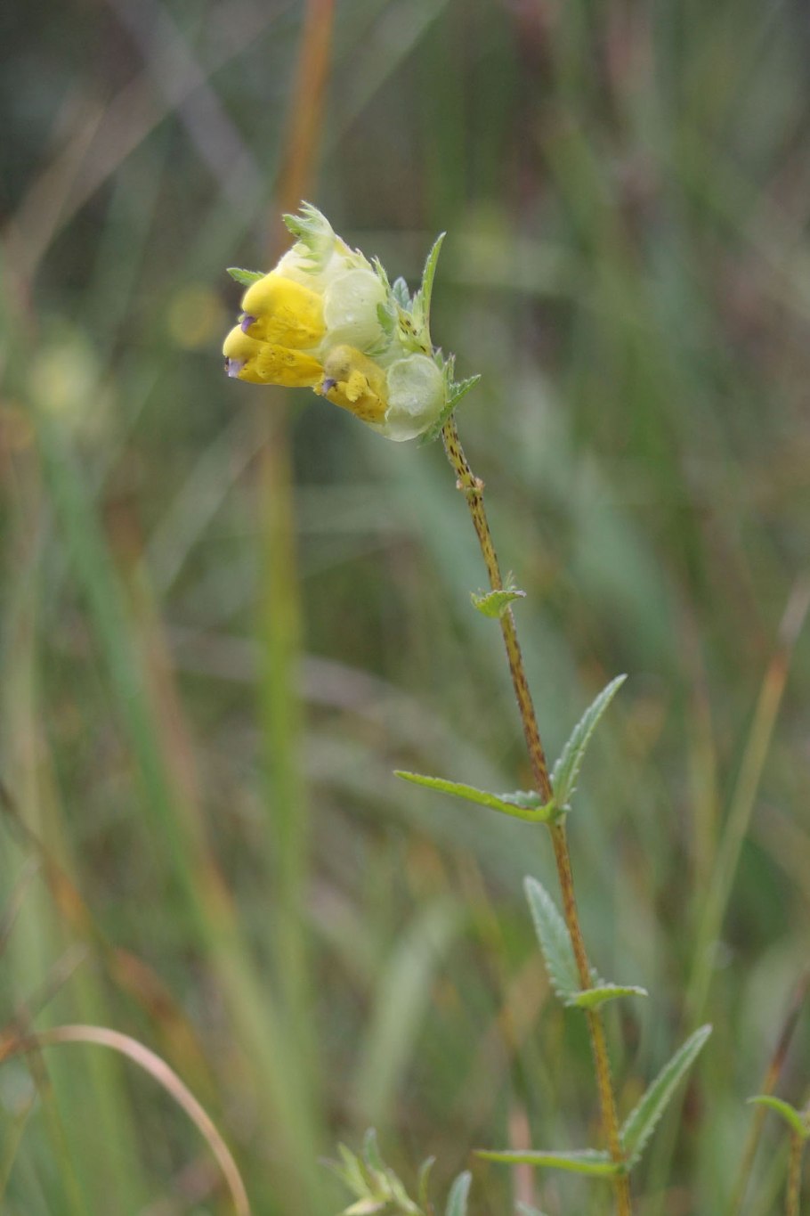 Эзельский Погремок (Rhinanthus osiliensis).