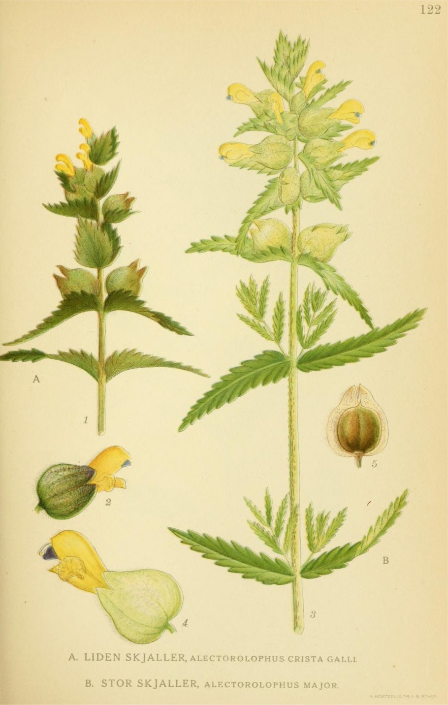 Погремок шиловидный