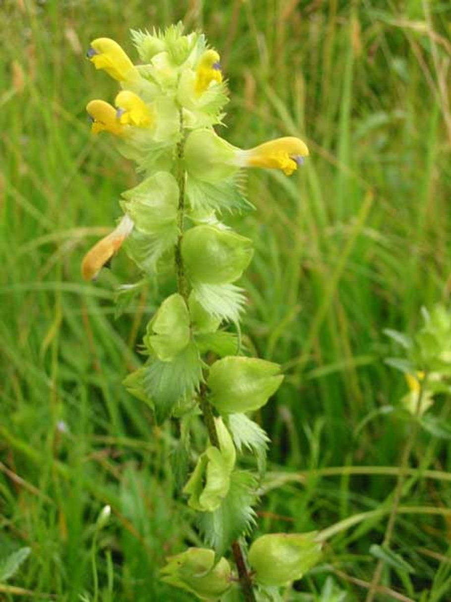 Погремок большой Rhinanthus Major