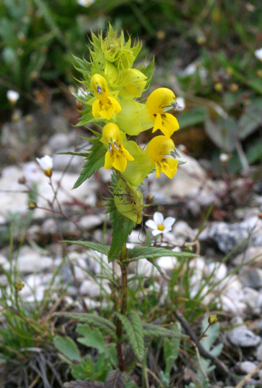 Rhinanthus alectorolophus