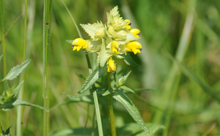 Погремок малый – Rhinanthus Minor