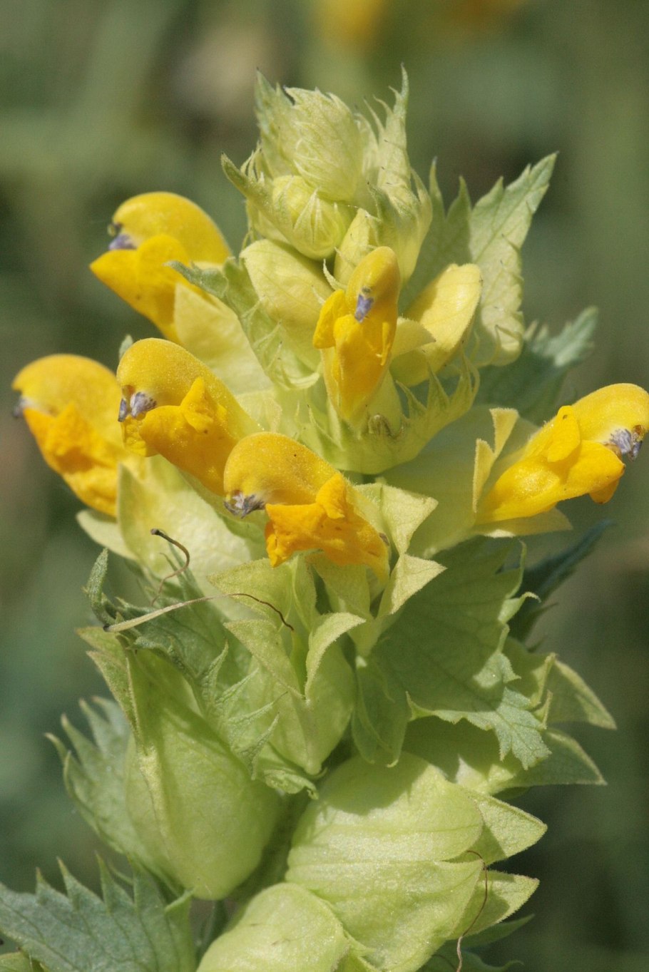 Rhinanthus serotinus