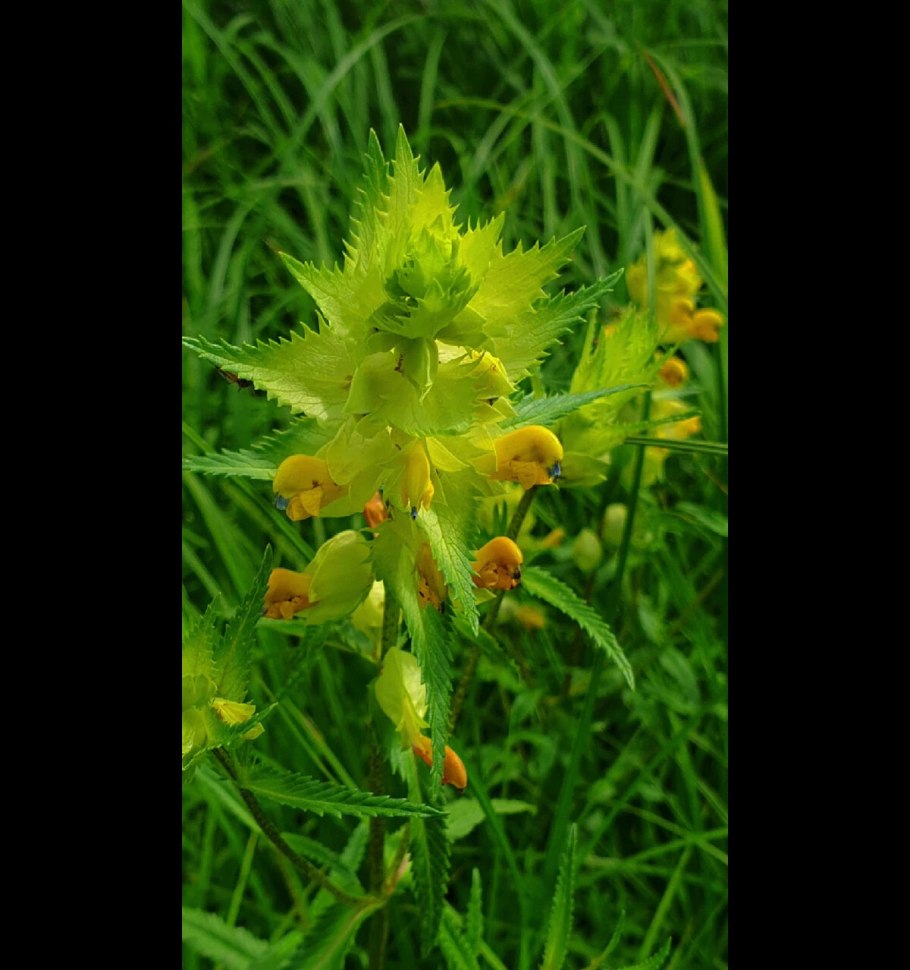 Погремок Луговой