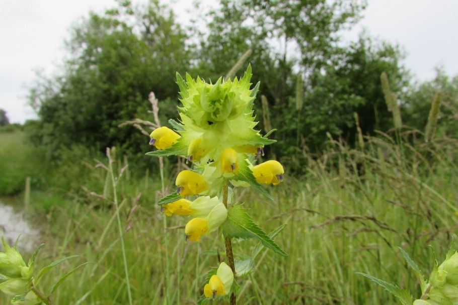 Погремок плоды